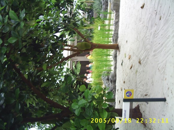 Florida Vacation 2005 412.jpg