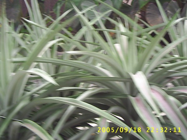 Florida Vacation 2005 417.jpg