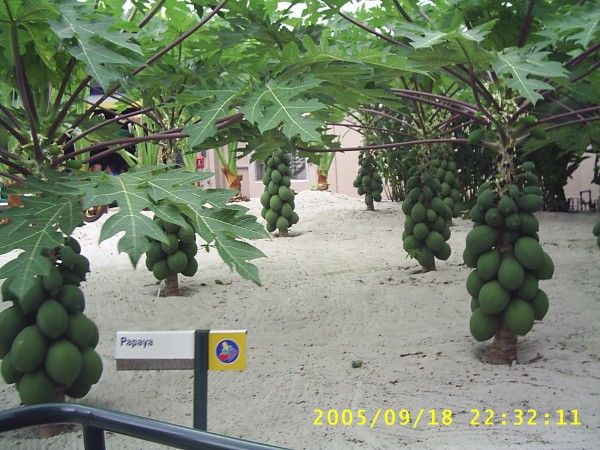 Florida Vacation 2005 422.jpg