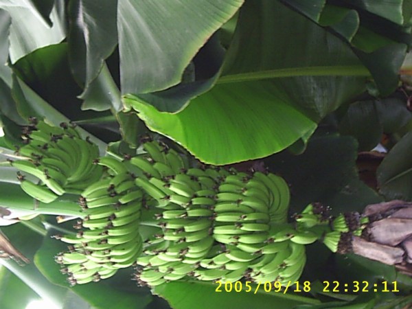 Florida Vacation 2005 424.jpg