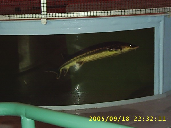 Florida Vacation 2005 425.jpg