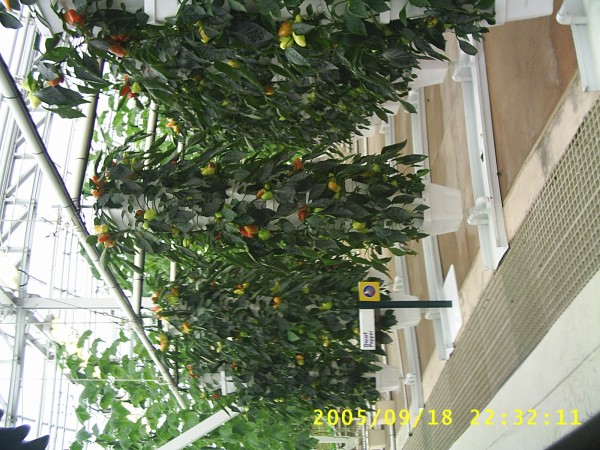 Florida Vacation 2005 436.jpg