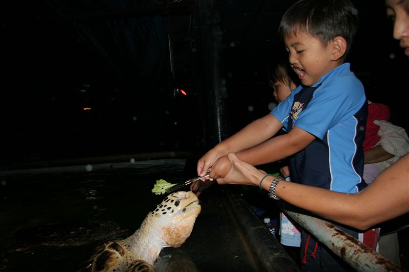 Feeding turtles at Aquarium