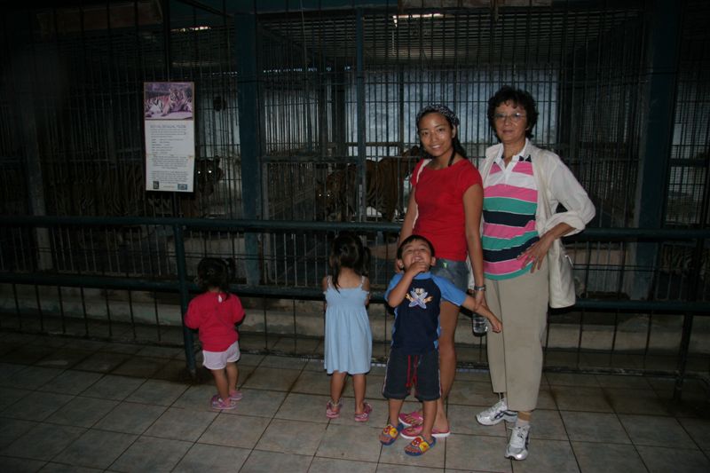 Tigers in cages