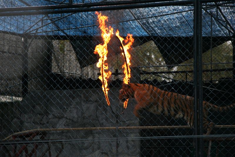 Tiger's death defying jump