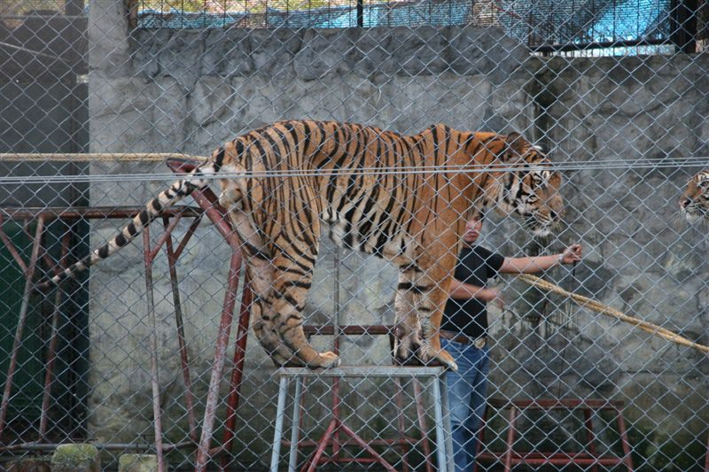 Royal Bengal Tiger show