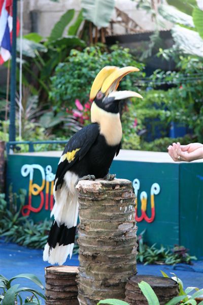 Toucan Sam, where are the fruit loops?