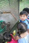 Feeding the otters