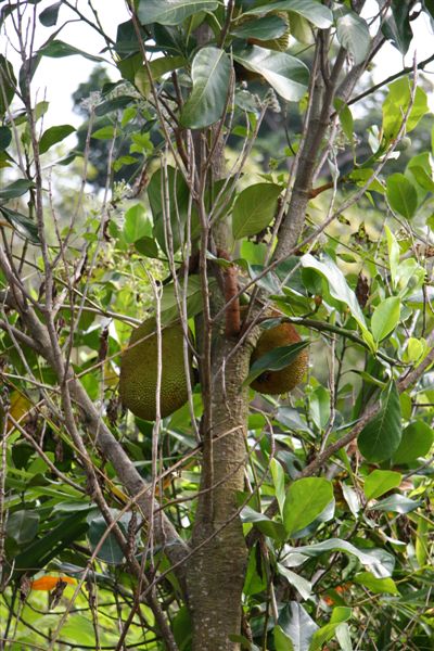 Adrian's beloved cousin... jack fruit (not the stinky Durian)