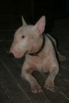 Piggy the local dog