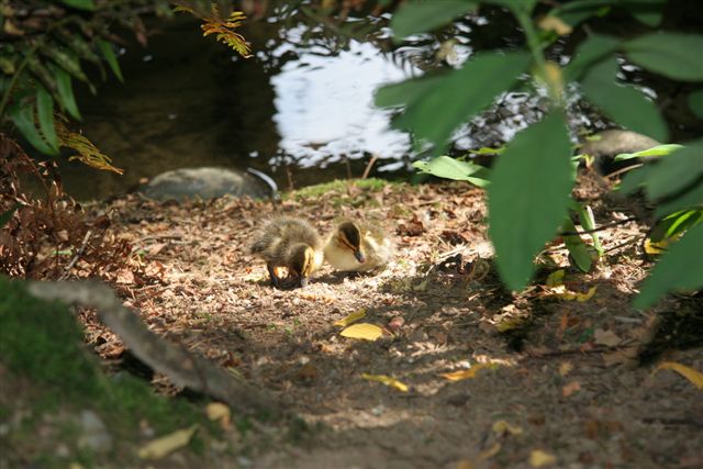 Ahhhh! Cute baby ducklings!
