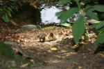 Ahhhh! Cute baby ducklings!