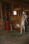 Daisy the Cow