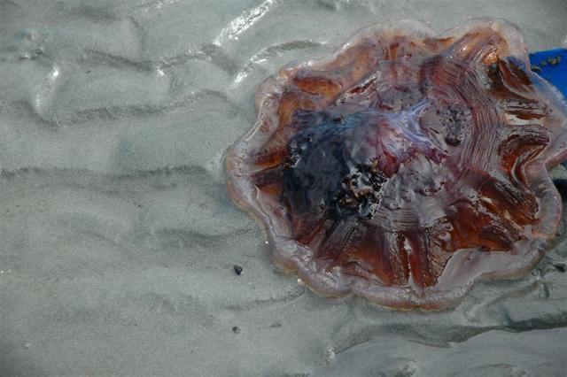 DSC_6030.JPG