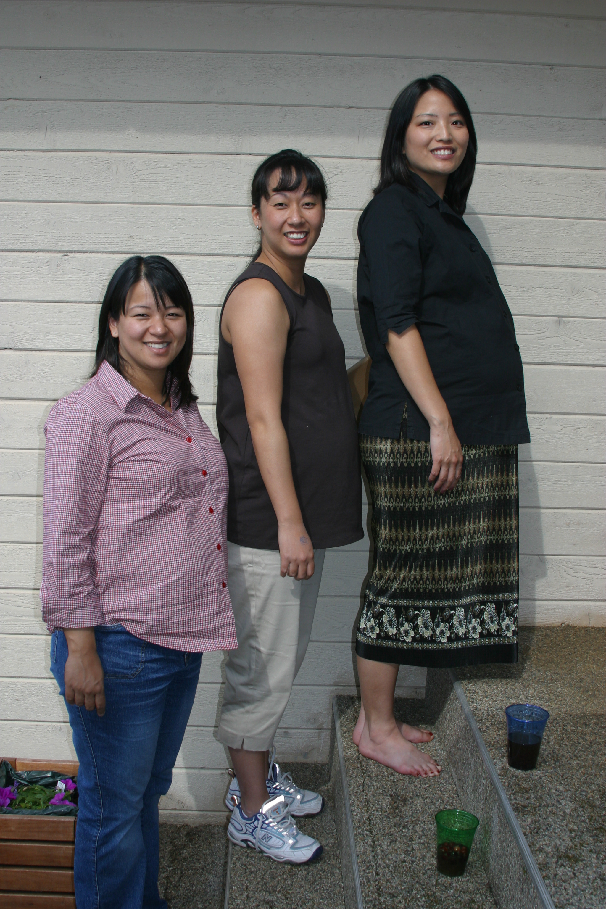 A herd of pregnant cows ready to calf!