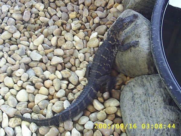 Florida Vacation 2005 100.jpg